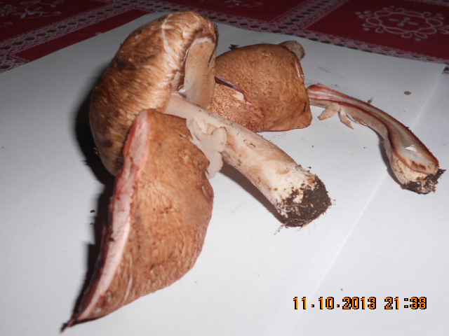 Agaricus rubescentes